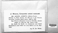Aleuria aurantia image